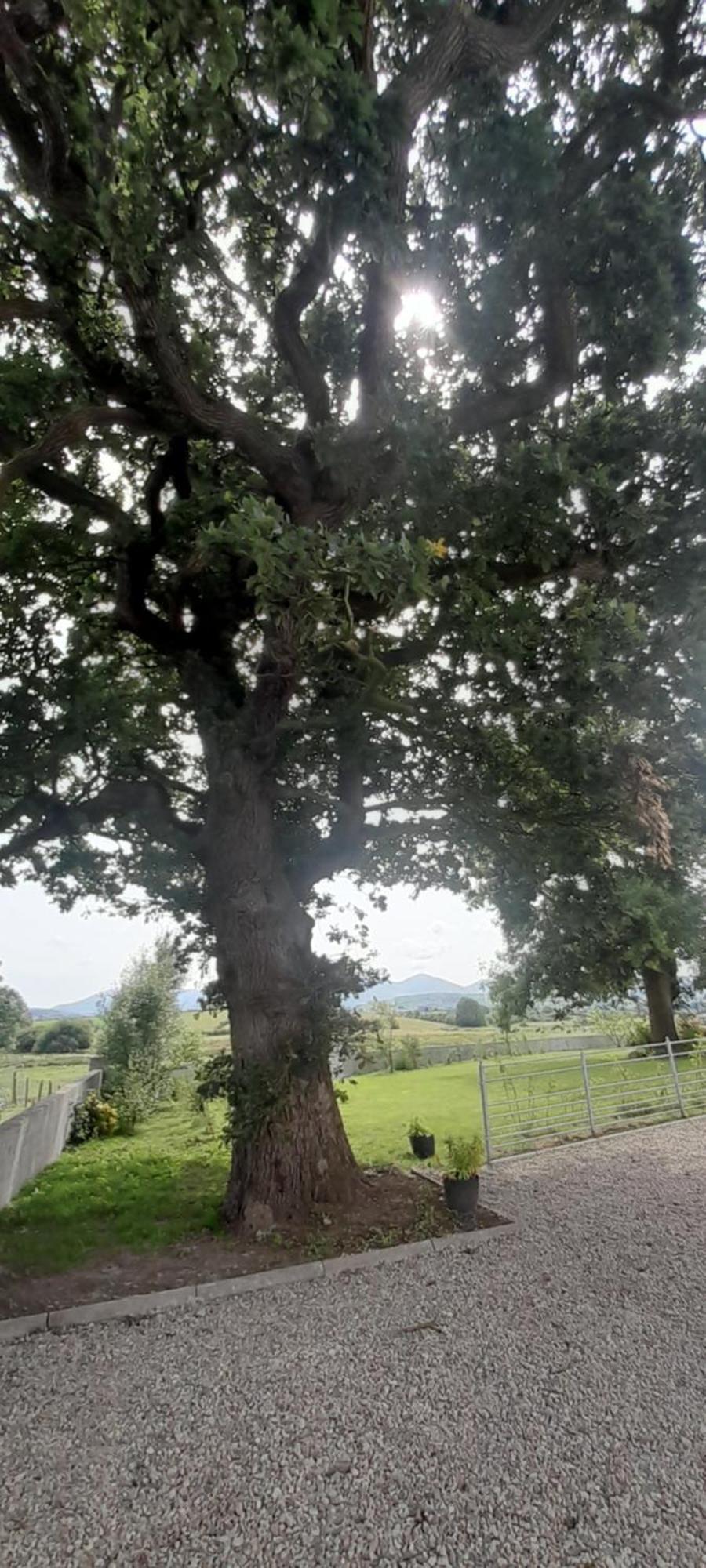 Vila Oaktree Manor Castlewellan Exteriér fotografie